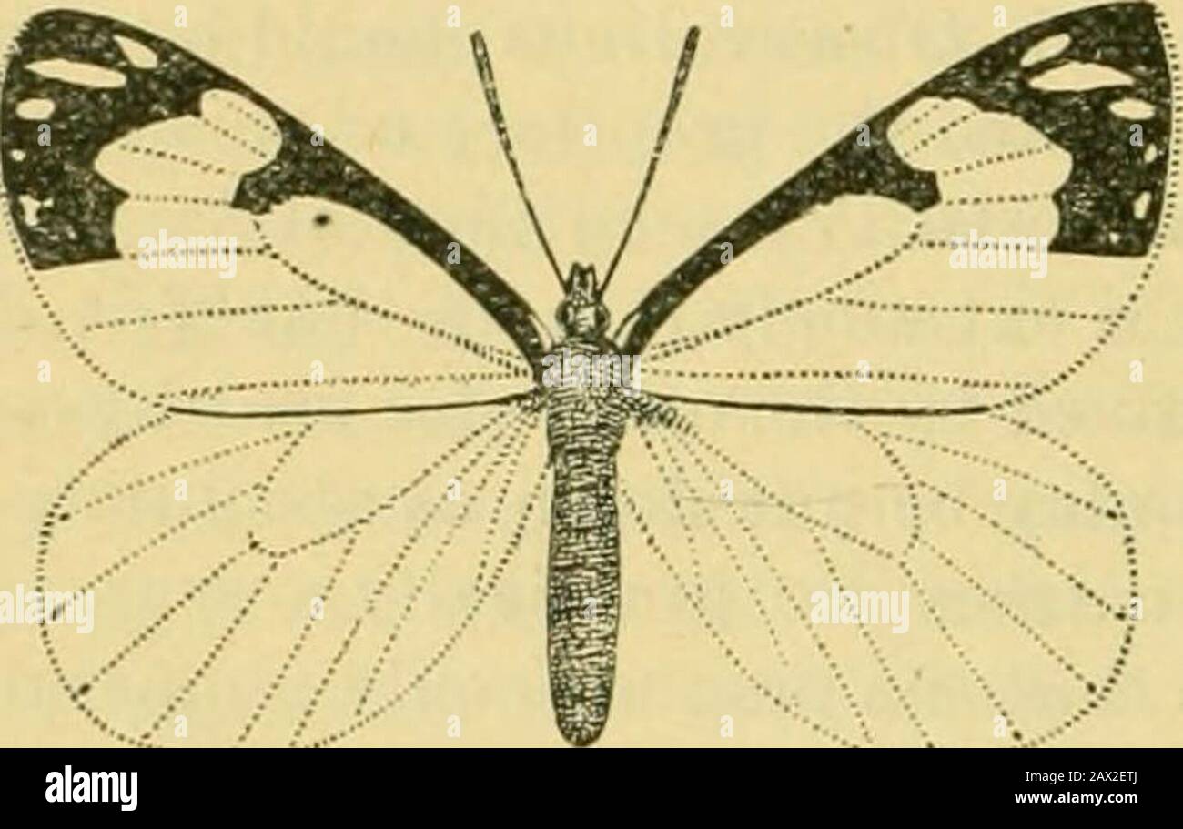 Fifth report of the United States Entomological Commission, being a revised and enlarged edition of Bulletin no7, on insects injurious to forest and shade trees . he veins black, with a narrow submarginal hand,most remote from the margin about the middle of the outer edge. Occasionally theveins are intensely black, with the scales spreading more or less over the disk of thewing, in which case there are many powdery hlack scales, most concentrated alongthe outer and inner margins, the former in this case having a narrow terminal blackline. Fringes white. In occasional specimens there are traces Stock Photo
