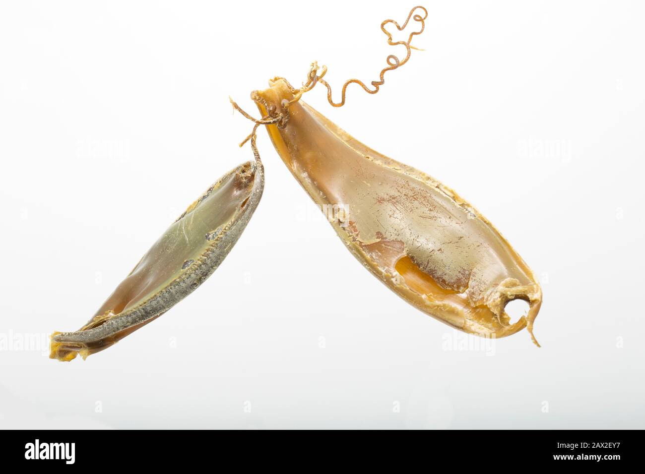 An example of the empty egg cases of a greater spotted dogfish, Scyliorhinus stellaris, that was found washed up on Chesil beach following Storm Ciara Stock Photo