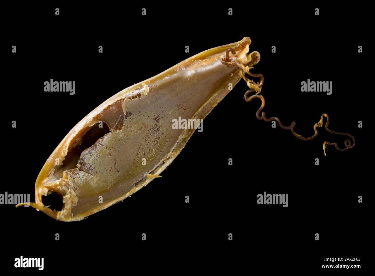 An example of the empty egg case of a greater spotted dogfish, Scyliorhinus stellaris, that was found washed up on Chesil beach following Storm Ciara Stock Photo