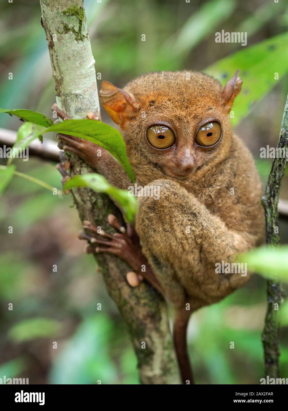 Philippine Tarsier, one of the smallest primates, in its natural habitat in Bohol, Philippines. Stock Photo