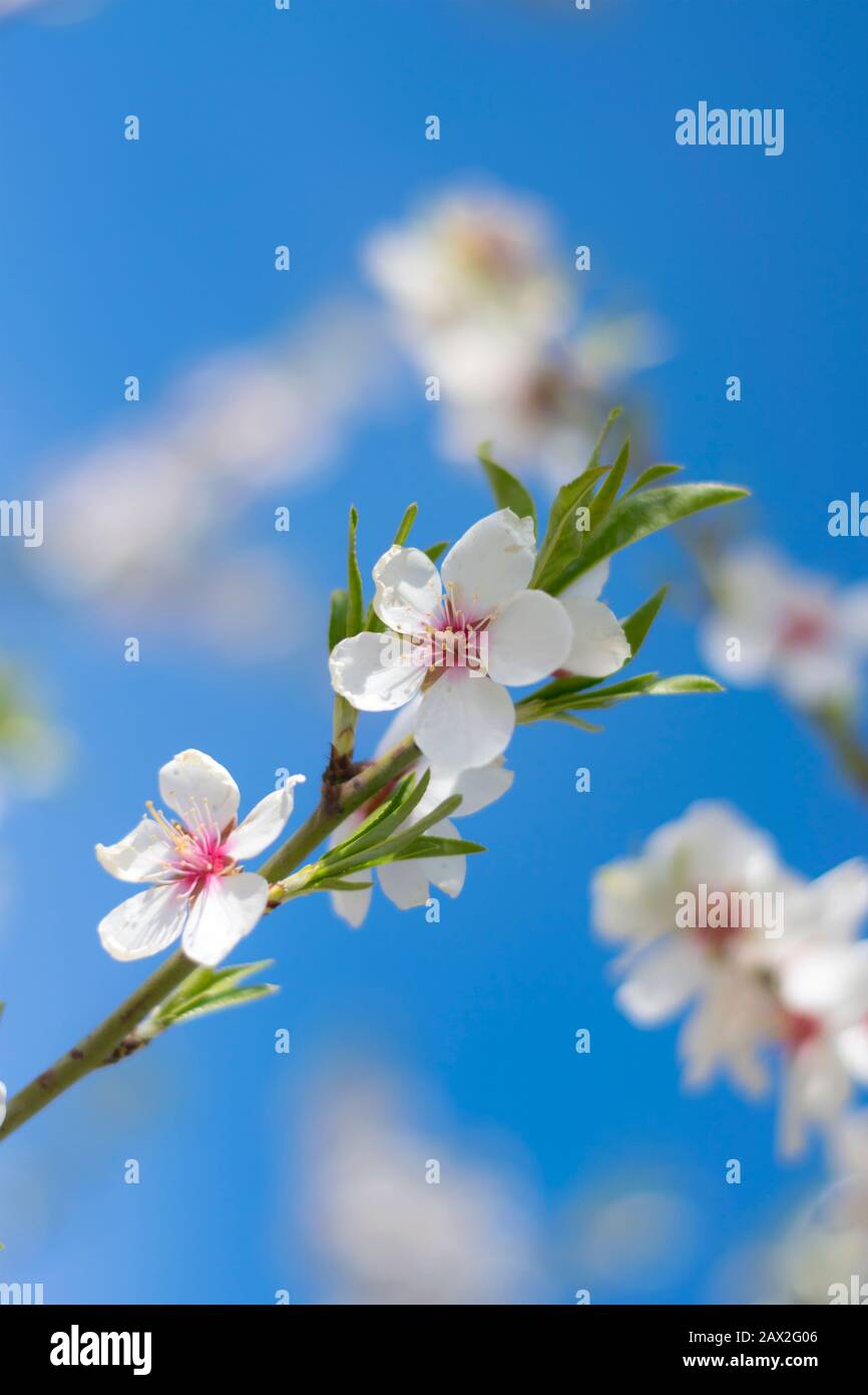 Blooming almond twig close-up with green leaves from family Rosaceae and genus Prunus. Stock Photo