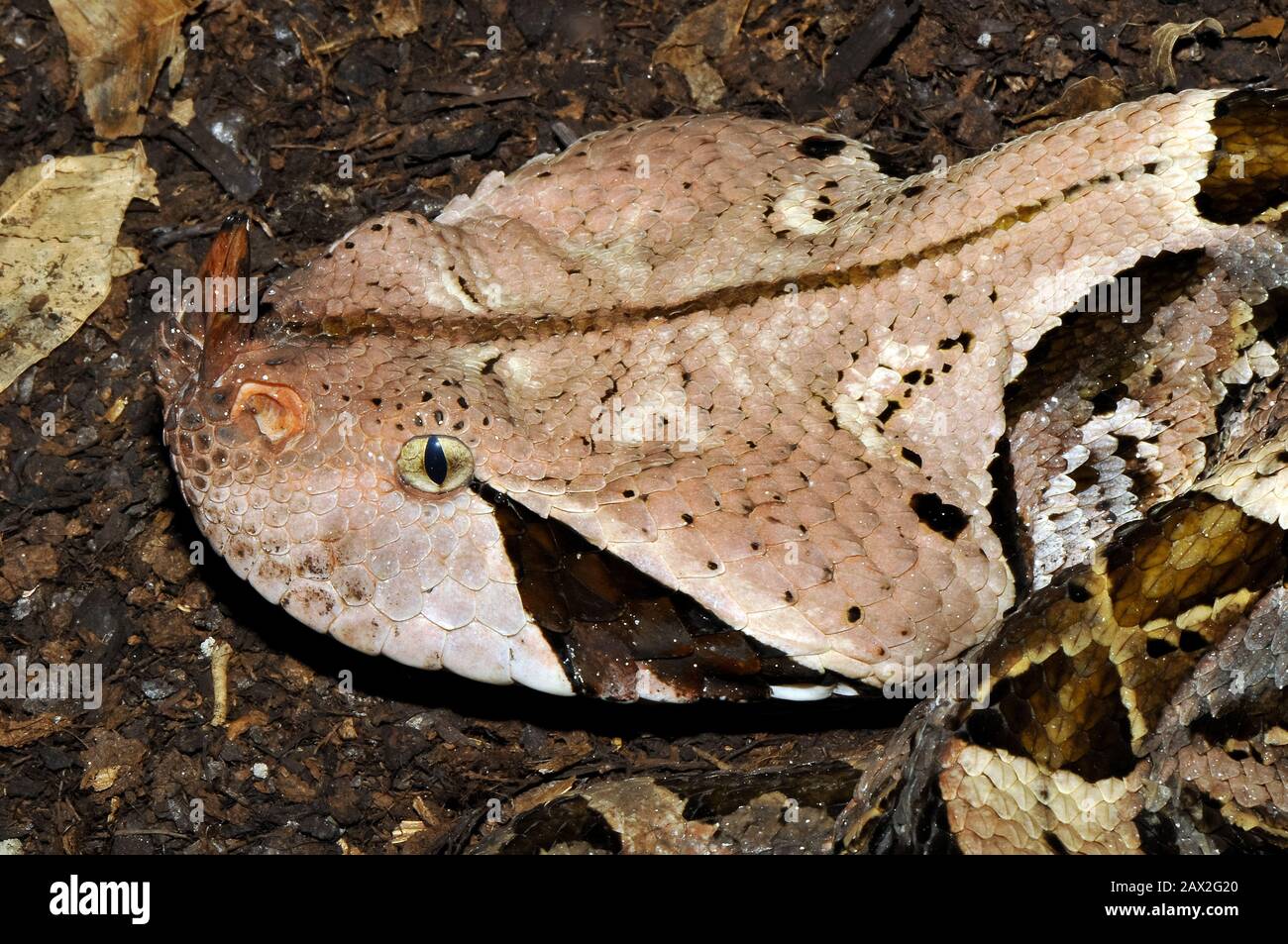 Gaboon viper, Östliche Gabunviper, Vipère du Gabon, Bitis gabonica, gaboni vipera Stock Photo