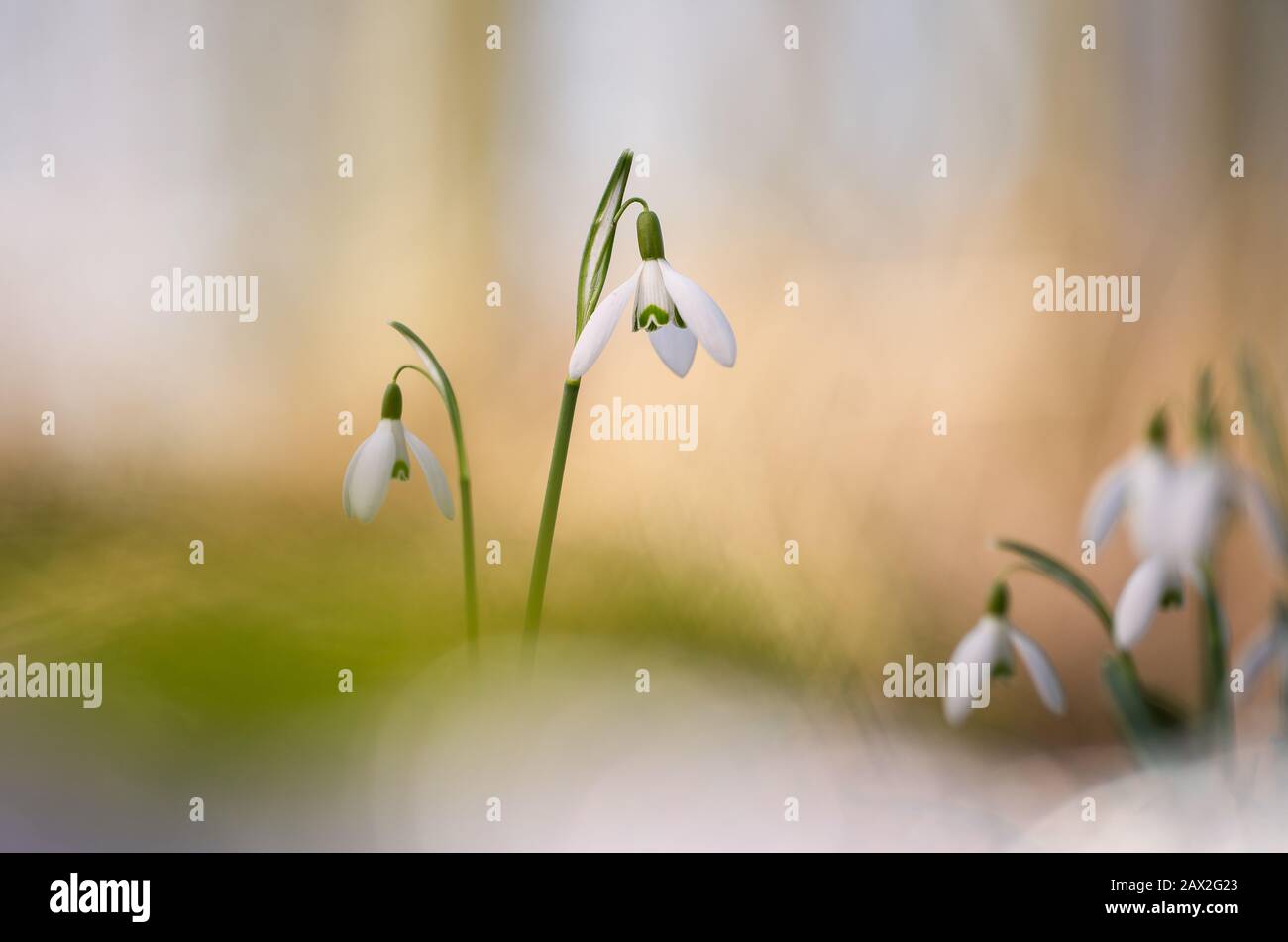 Galanthus - Snowdrops - Sneeuwklokjes Stock Photo