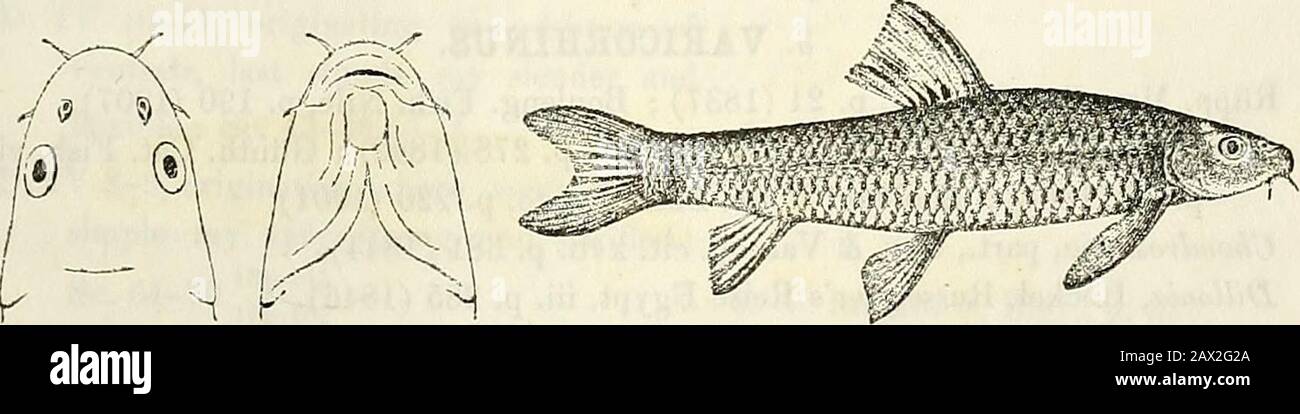 Catalogue of the fresh-water fishes of Africa in the British Museum (Natural History) . (P.). 7. DISCOGNATHUS QUADRIMAOULATUS.Gobio quadrimaculatus, Riipp. Mus. Seckenb. ii. p. 22, pi. iii. fig. 3 (1837).? Gobio hirticeps, Riipp. t. c. p. 23, pi. iii. fig. 4. ? Discognathus hirticeps, Heckel, Russeggers Reise Egypt, iii. p. 329 (1846).Discognalhus quadrimaculatus, Heckel, 1. c. ; Bouleng. Proc. Zool. Soc. 1903, ii. p. 330, and Fish. Nile, p. 186, pi. xxxi. fig. 5 Q907).Barbus quadrimaculatus, Giintli. Cat. Fish. vii. p. 98 (1868).Discognathus chiarinii, Vineig. Ann. Mus. Genova, xviii. 1883, p Stock Photo