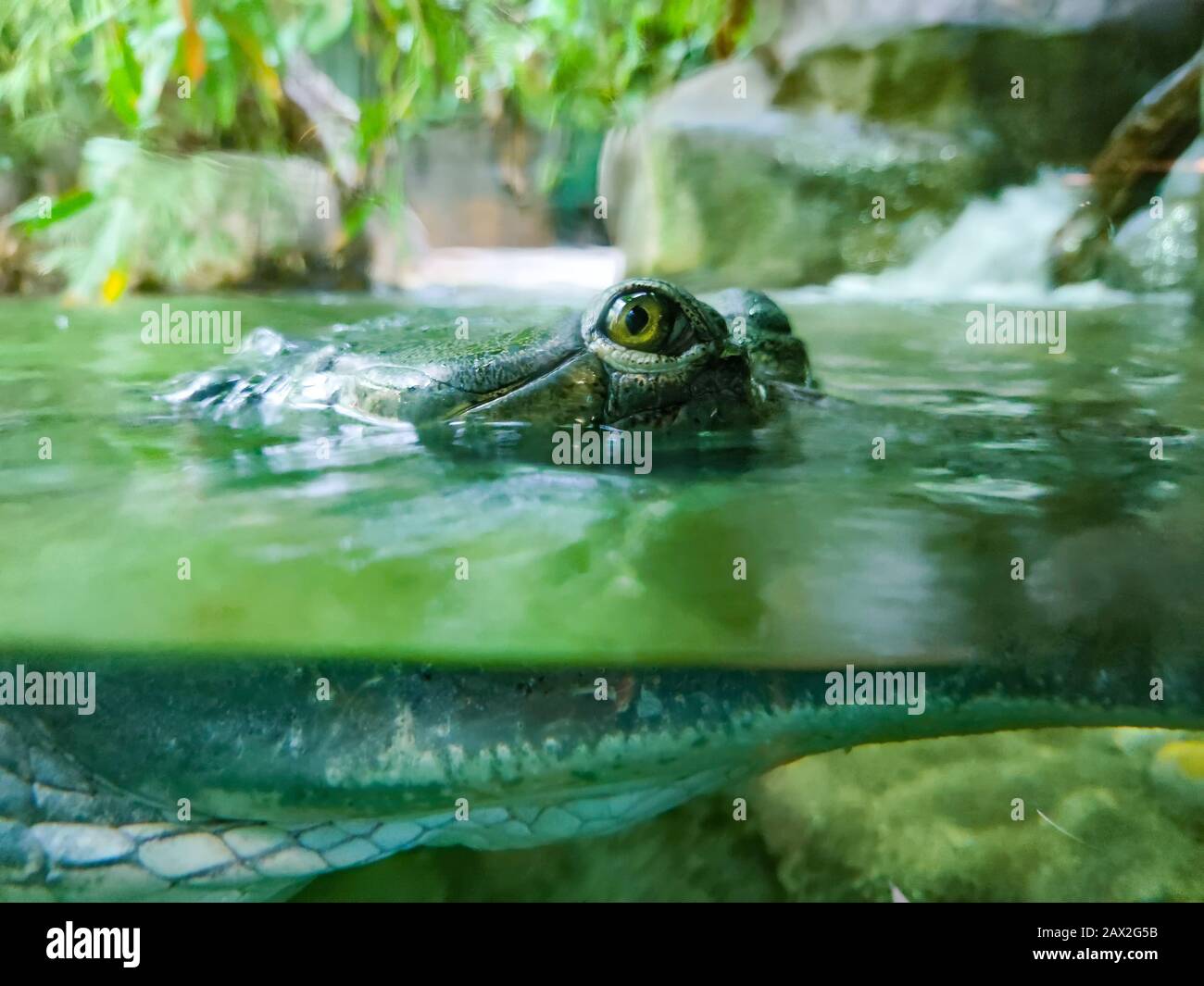 Underwater photo of green crocodile with green eyes. It is close up wildlife photo. His head is above water and his body is under water. Stock Photo