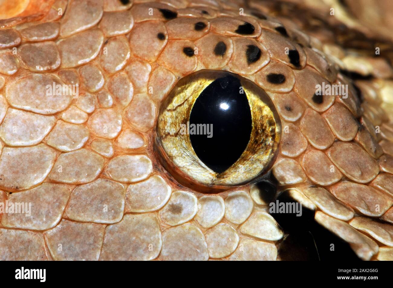 Gaboon viper, Östliche Gabunviper, Vipère du Gabon, Bitis gabonica, gaboni vipera Stock Photo