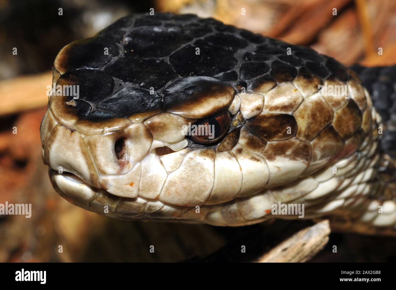 water moccasin, swamp moccasin, black moccasin, cottonmouth, Wassermokassinotter, Agkistrodon piscivorus, vízi mokaszinkígyó, halászvipera Stock Photo