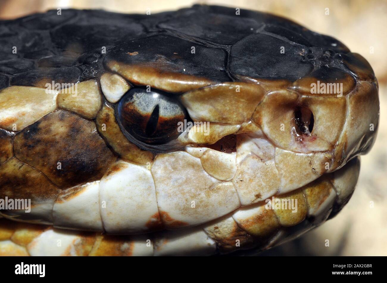 water moccasin, swamp moccasin, black moccasin, cottonmouth