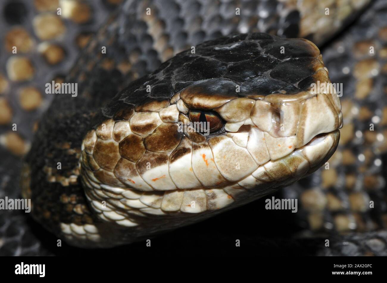 water moccasin, swamp moccasin, black moccasin, cottonmouth