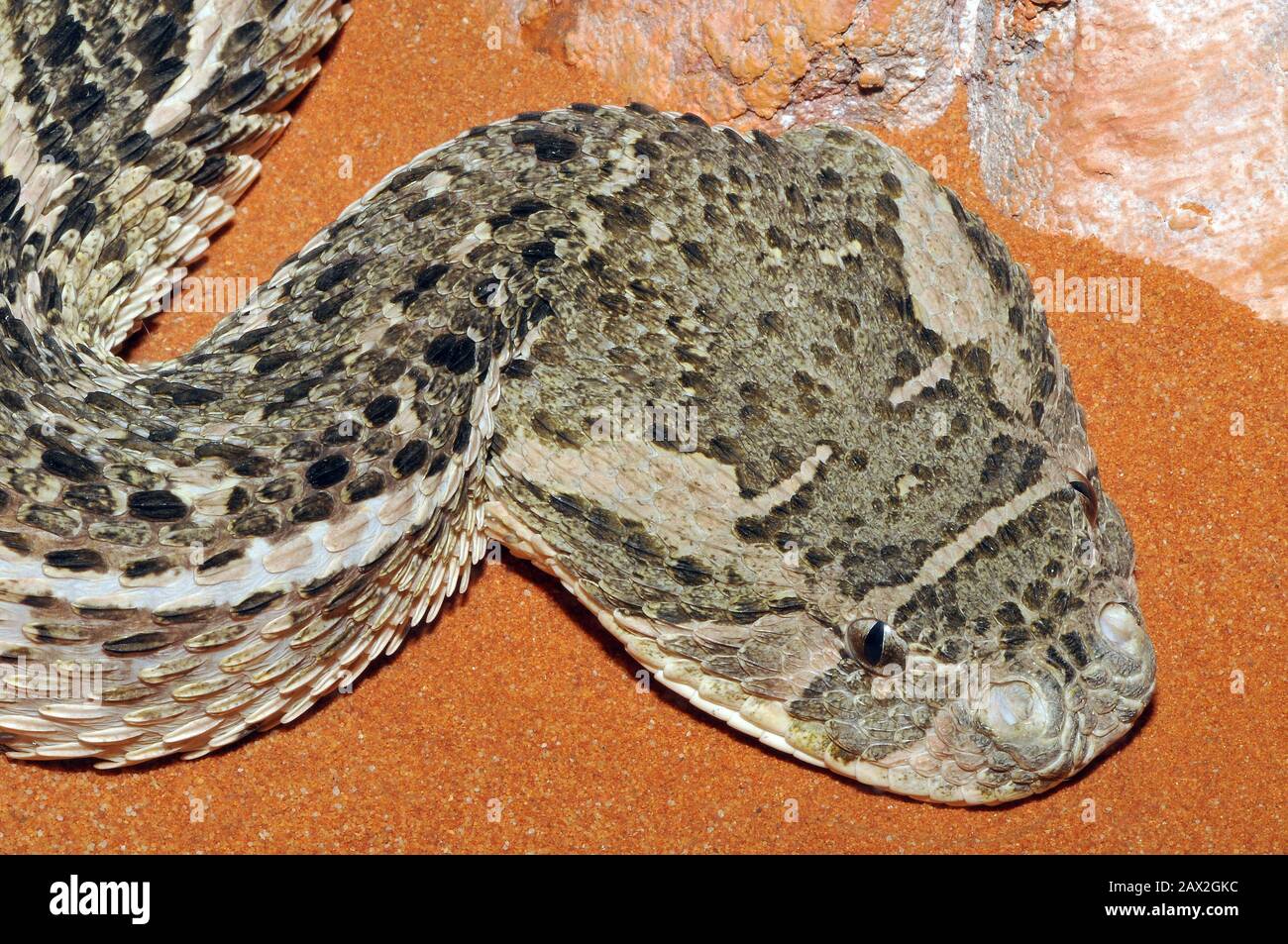 Puff adder, Puffotter, Bitis arietans, puffogó vipera Stock Photo - Alamy