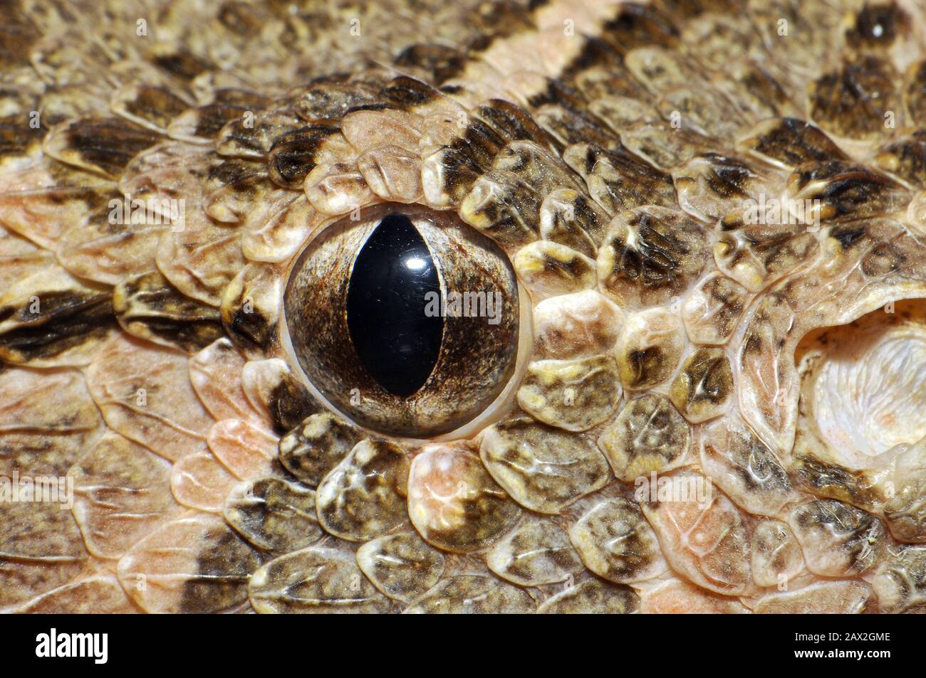 Puff adder, Puffotter, Bitis arietans, puffogó vipera Stock Photo - Alamy
