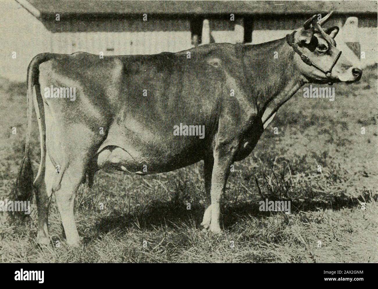 Channel island cattle breed hi-res stock photography and images - Alamy