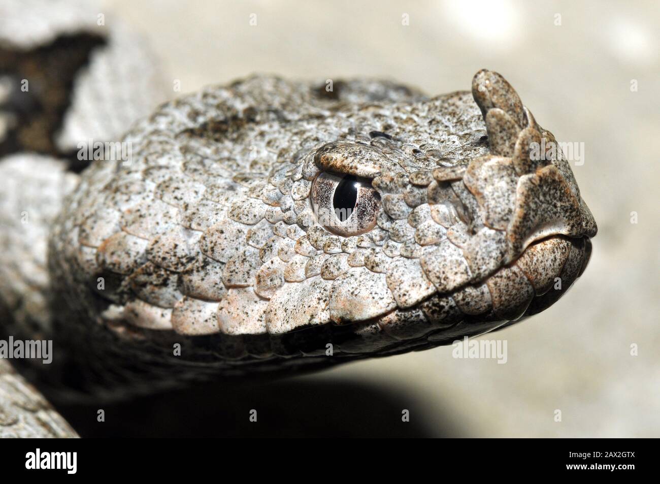 horned viper, longnosed viper, nosehorned viper, sand viper