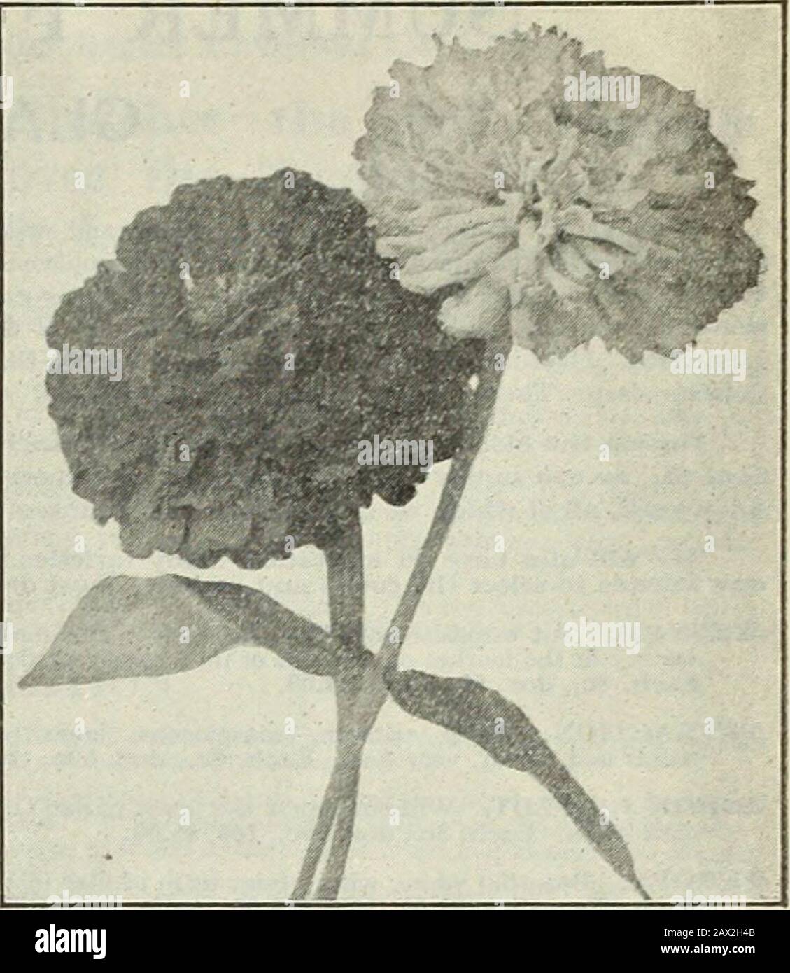 Gregory's honest seeds, 1919 . Uvaria. Splendid, hardy perennials, producing flowerstems 4 or 5 ft., surmounted with spikes of flame-coloredflowers 10 VERBENA (A) Well-known, popular bedding plants, blooming all sum-mer. The mo3t brilliant, with the exception of Phlox Drum-Mondii, of all annuals. 2215 Candidissima nana compacta. Very dwarf: pure white .10 2220 Hybrids. Rosy Scarlet. Handsome dwarf variety of strict-ly upright growth; flowers large, bright, rosy scarlet witha white center 10 2225 Mammoth. Splendid flowers, in beautiful shades of pink, red and white 10 2230 New Mammoth, Dark Sca Stock Photo