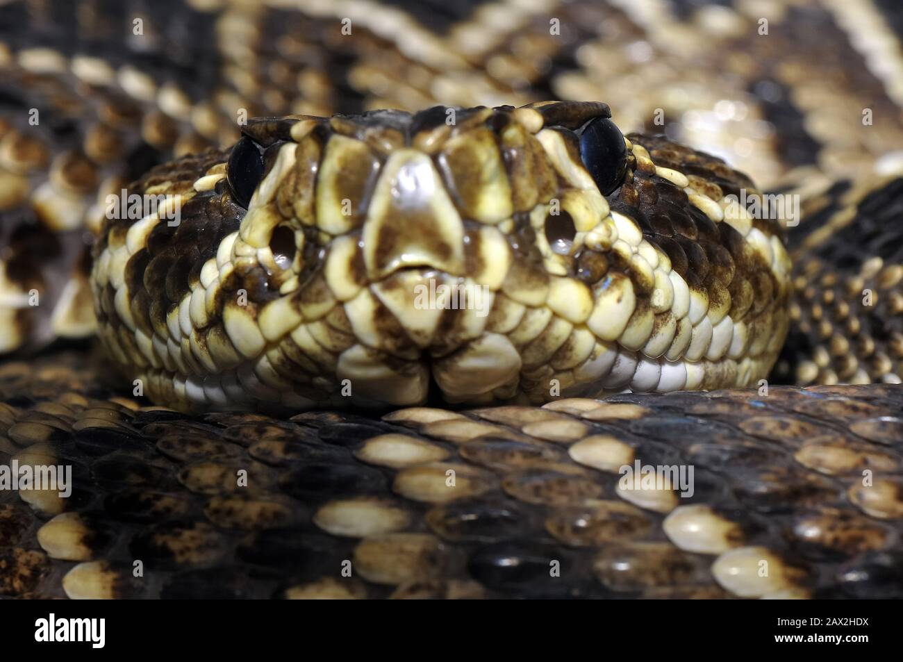 Page 2 Eastern Diamondback Snake High Resolution Stock Photography And Images Alamy