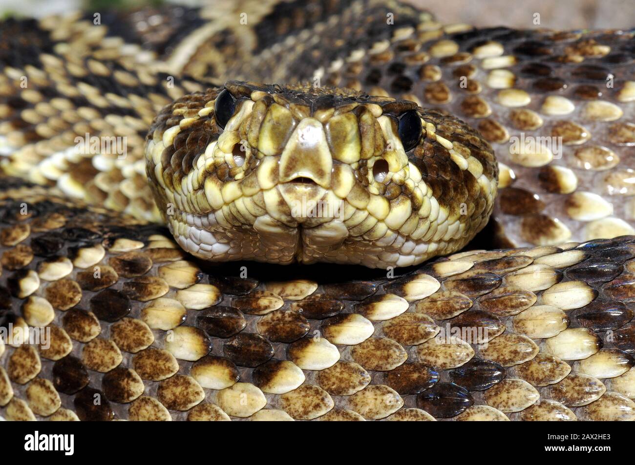 Page 2 Eastern Diamondback Snake High Resolution Stock Photography And Images Alamy