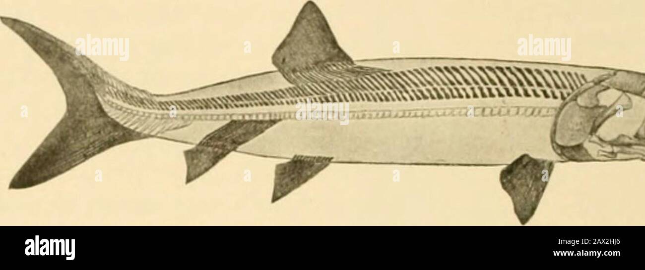 Fishes . scutes, but is not covered with continuous scales. The principalgenus is Saitrorhynchiis {—Beloiiorhynclius; the former beingthe earlier name) from the Triassic. Saurorhynchiis acntus fromthe English Triassic is the best known species. The family of Chondrosteidcs includes the Triassic precursors 254 The Ganoids of the sturgeons. The general form is that of the sturgeon,but the body is scaleless except on the upper caudal lobe, andthere are no plates on the median line of the skull. The oper-cle and subopercle are present, tlie jaws are toothless, and thereare a few well-developed cau Stock Photo