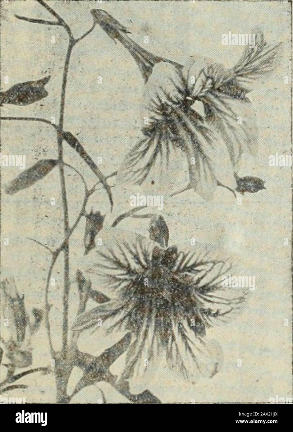 Gregory's honest seeds, 1919 . -s oz. 75c. 2023 Farinacea. A hardy perennial variety, but best grown as an annual. Sow in May. Will bloom from July to frost. The light blui Sowers are borne on long spikes held above the foliage Pkt.$0.20.15 2024 Beautiful dur(-;au»inc plants, densely. SANVITALIA (A) ith perfectly double golden flowers; valu ible for beds and border .111 No. SCHIZANTHUS. Butterfly or Fringe Flower 2026 Mixed. The florescence is such as to completely obscure the foliage, makingthe plant a pyramid of the most delicate and charming blooms. Ground coloris white, dotted with delic Stock Photo