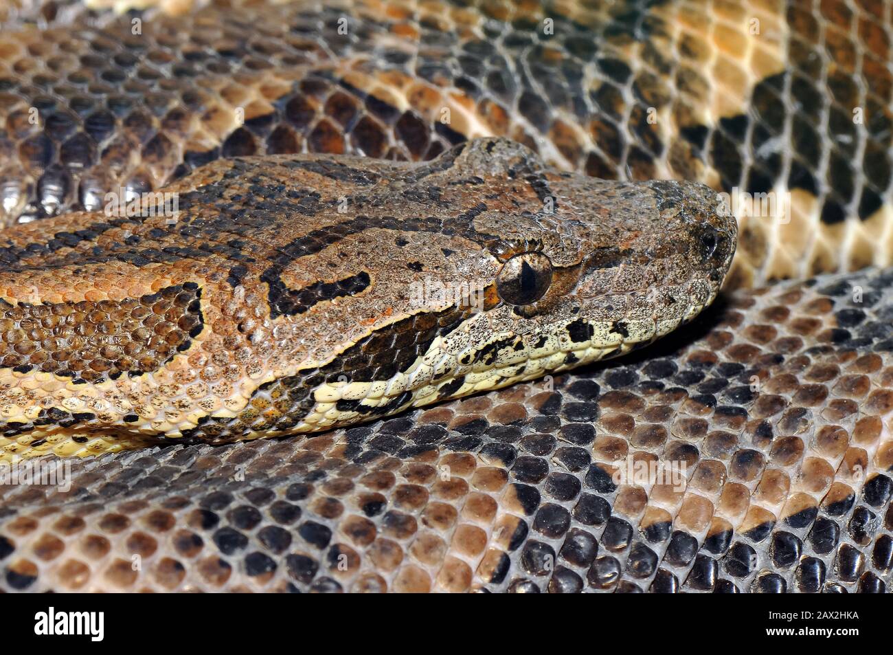 Dumeril's boa, Madagascar ground boa, Südliche Madagaskarboa