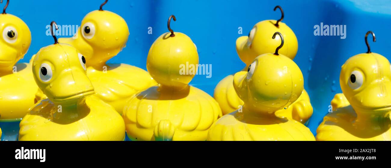 Ducks in a row? Plastic yellow ducks, not in a row, disoriented and waiting to be fished out of a pool at a school fair near Auckland, New Zealand Stock Photo