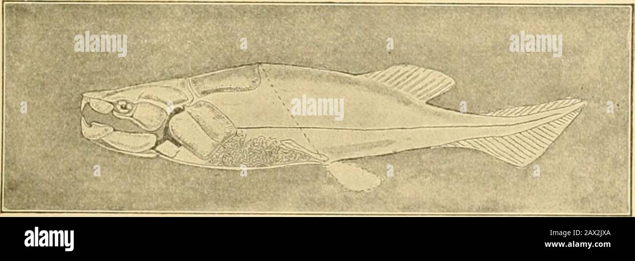 Fishes . Fig. 182.—ProiopUrus dolloi Bouleuger. Congo River. Family Lepidosireni(la&gt;. Arthrodires.— The large group of Arthrodires consists ofmailed and helmeted fishes with distinct jaws and other charac-ters separating them widely from the Ostracophores. In thelatest view, that of Woodward and Eastman, these fishes con-. FiG. 183.—An Artbrodire, DinicTithys intermedius Newberry, restored. Devonian. stitute an order of Dipnoans. As they are all extinct, thereader is referred to the Guide to the Study of Fishes forfurther discussion. Cycliae.—The hypothetical suborder, Cyclicc, based on the Stock Photo