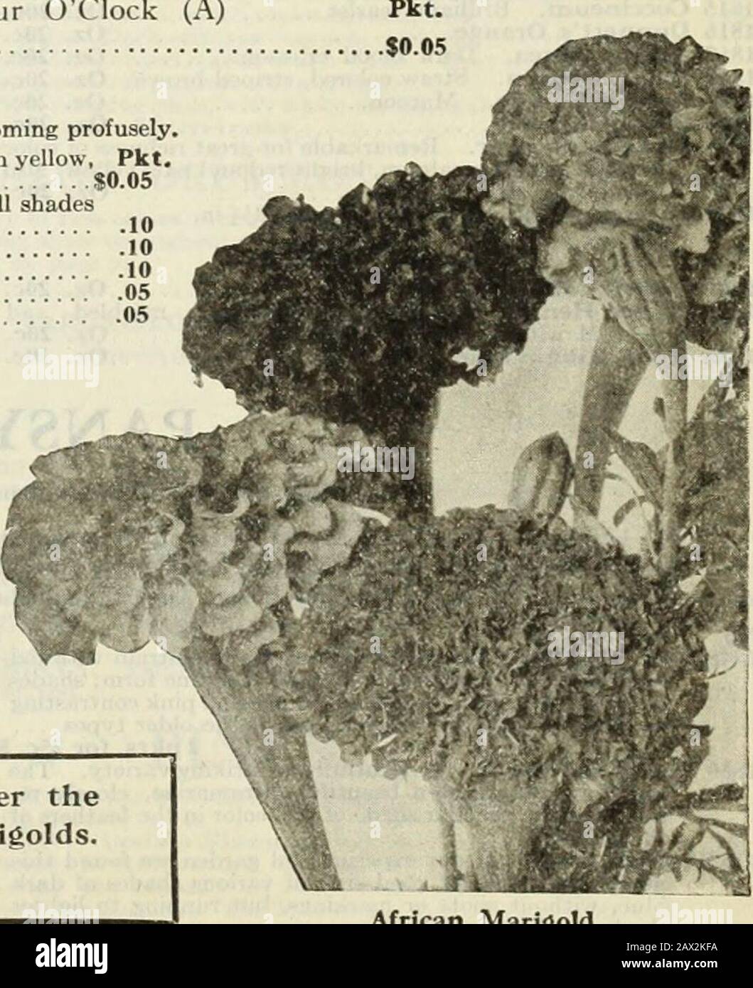 Gregory's honest seeds, 1919 . 776 Eldorado. (African.) (See illustration.) Flowers 3 in. in diameter, in all shades of yellow 10 1778 Calendula, Prince of Orange. Flowers striped 10 1780 Meteor, Large-flowered. Orange red, double 1782 African. Old-fashioned sort, greatly improved in size °5 1784 French 05 MIGNONETTE. 6 to 8 in. (A) Blooms throughout the season. Sow from middle of April to Pkt.middle of June. Most fragrant on poor soil. 1790 Goliath. Spikes 7 in. long $0.10 1792 Myles Hybrid Spiral. Plant dwarf and branching, flowers white, very fragrant. 05 1794 Orange Oueen. Ideal Mignonette Stock Photo