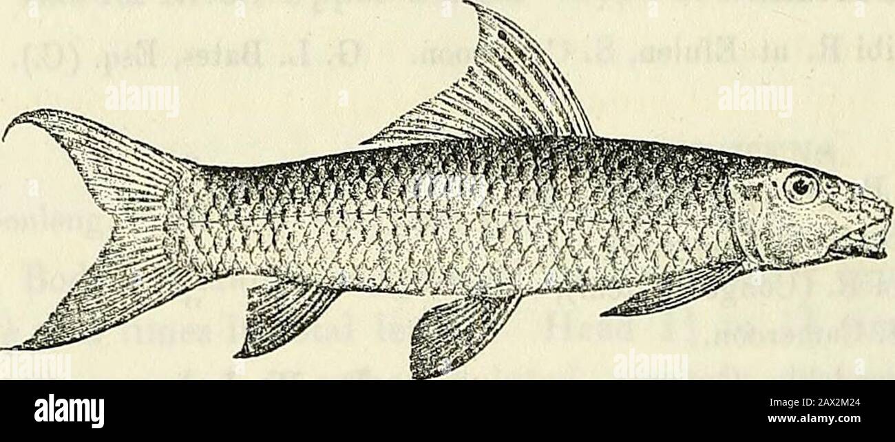 Catalogue of the fresh-water fishes of Africa in the British Museum (Natural History) . ked,with pointed lobes. Caudal peduncle a little longer than deep. Scales 4k- 34 (-.i, 3 between lateral line and root of ventral, 12 round caudalpeduncle. Olive-brown, lighter beneath. Total length 300 millim. Shari Elver (type in Paris Museum), Cameroon. 31. LABEO PARVUS.Bouleng. Ann. Mus. Congo, Zool. ii. p. 30, pi. viii. fig, 5 (1902). Body feebly compressed, its depth equal to or a little greater thanlength of head, 4 or 5 times in total length. Head 1{- to If times aslong as broad; snout rounded or ob Stock Photo