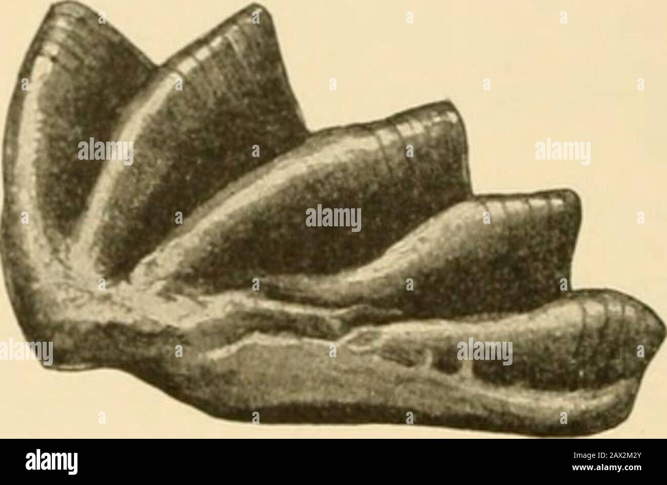 Fishes . nes re-duced in number. There are no jugular plates and no  marginalteeth in the jaws. The tail is diphycercal in all, ending in along  point, and the body is covered