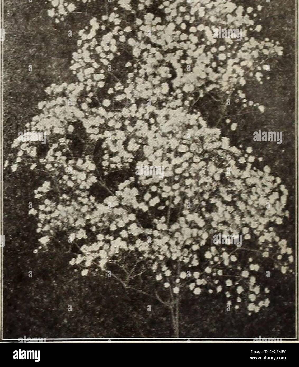Gregory's honest seeds, 1919 . mproved Double Hollyhock No. Gypsophila ^Babys Breath) Pkt. 1728 Variegatis. Beautifully blotched with silvery white, yellowish green and dark green. $0.10 IMPATIENS. Sultans Balsam (P)Charming plants for the house and table decoration, producingtheir waxy-looking flowers profusely and almost continuously-. 1730 Sultani. Bright rose colored * 10 1732 Holstii. Handsome -variety, of vigorous growth. Flowers measureabout W2 in. across, brilliant vermilion in color. In a half shadysituation the plants grow luxuriantlv out of doors and form showy-flower beds 10 1POMCE Stock Photo