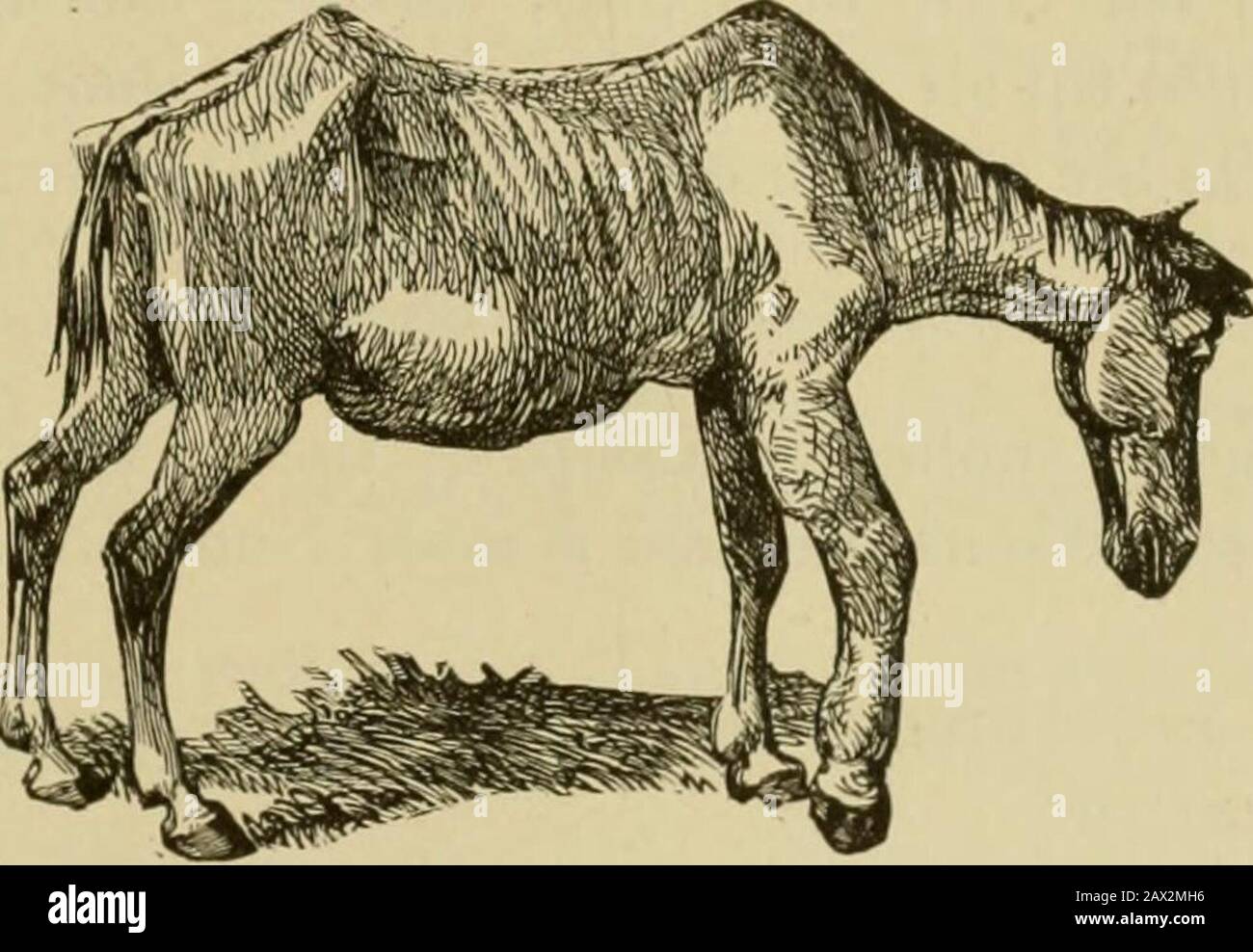Live stock : a cyclopedia for the farmer and stock owner including the breeding, care, feeding and management of horses, cattle, swine, sheep and poultry with a special department on dairying : being also a complete stock doctor : with one thousand explanatory engravings . inary-sized horse. Larger doses may begiven in the spring than in the fall. The dose must be diminished in BODY OF THE HORSE, ITS EXTERNAL ACCIDENTS AND DISEASES. 885 size for tender years, even if the colt is as large as he ever will be. Thealoes may be given in a bolus the size and shape of your finger, andpassed back into Stock Photo