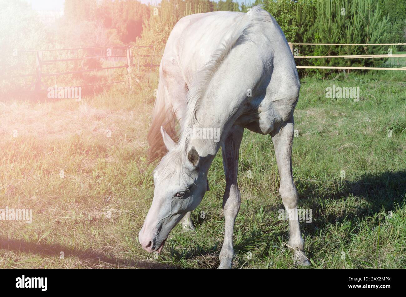 White horse grazing in the paddock in summer Stock Photo