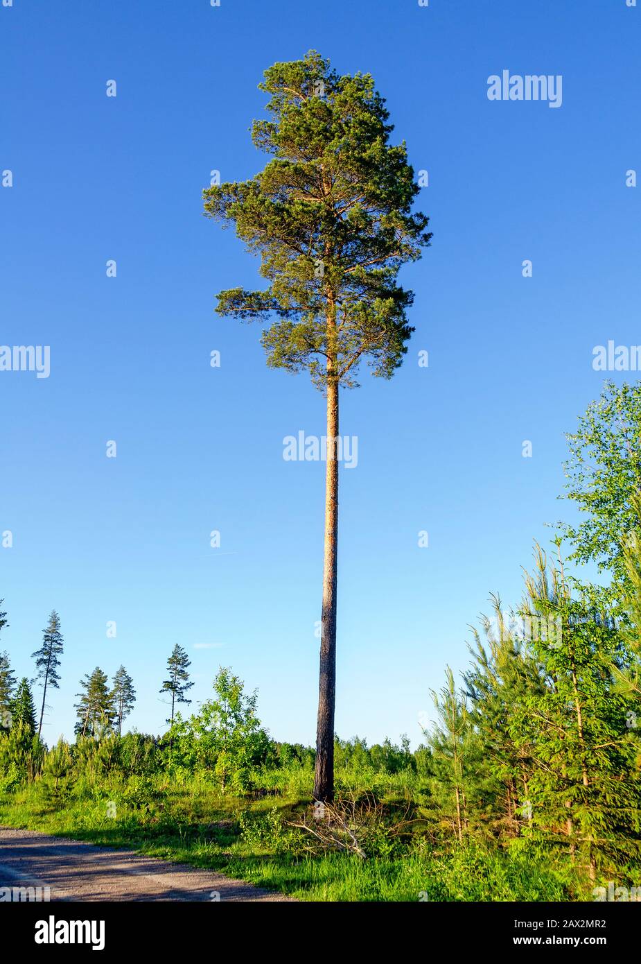 single high pine tree at a forest clearing in Sweden Stock Photo