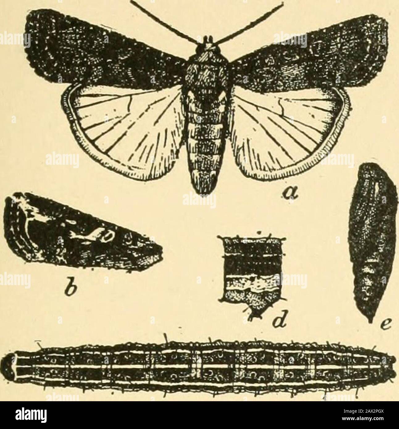 Farm crops, their cultivation and management, a non-technical manual for the cultivation, management and improvement of farm crops . Cotton Worm (Alabama argillacea).^Stages and work. Bur. Ent. Cir. 153. (25G) INSECT PESTS AND THEIR CONTROL 257. c Fall Army Worm{Laphygma frugiperda).^ A—Moth, plain gray form. Bwing of prodenia-like form. C—Larvaextended. D—Abdominal segment oflarva, lateral view; twice natural size.E—Pupa, lateral view. The Cotton Red Spider {Tetran-ychus bimaculatus, Harvey).—Thissmall red mite is common on cot-ton and on several other plants, es-pecially pokeweed and violet. Stock Photo