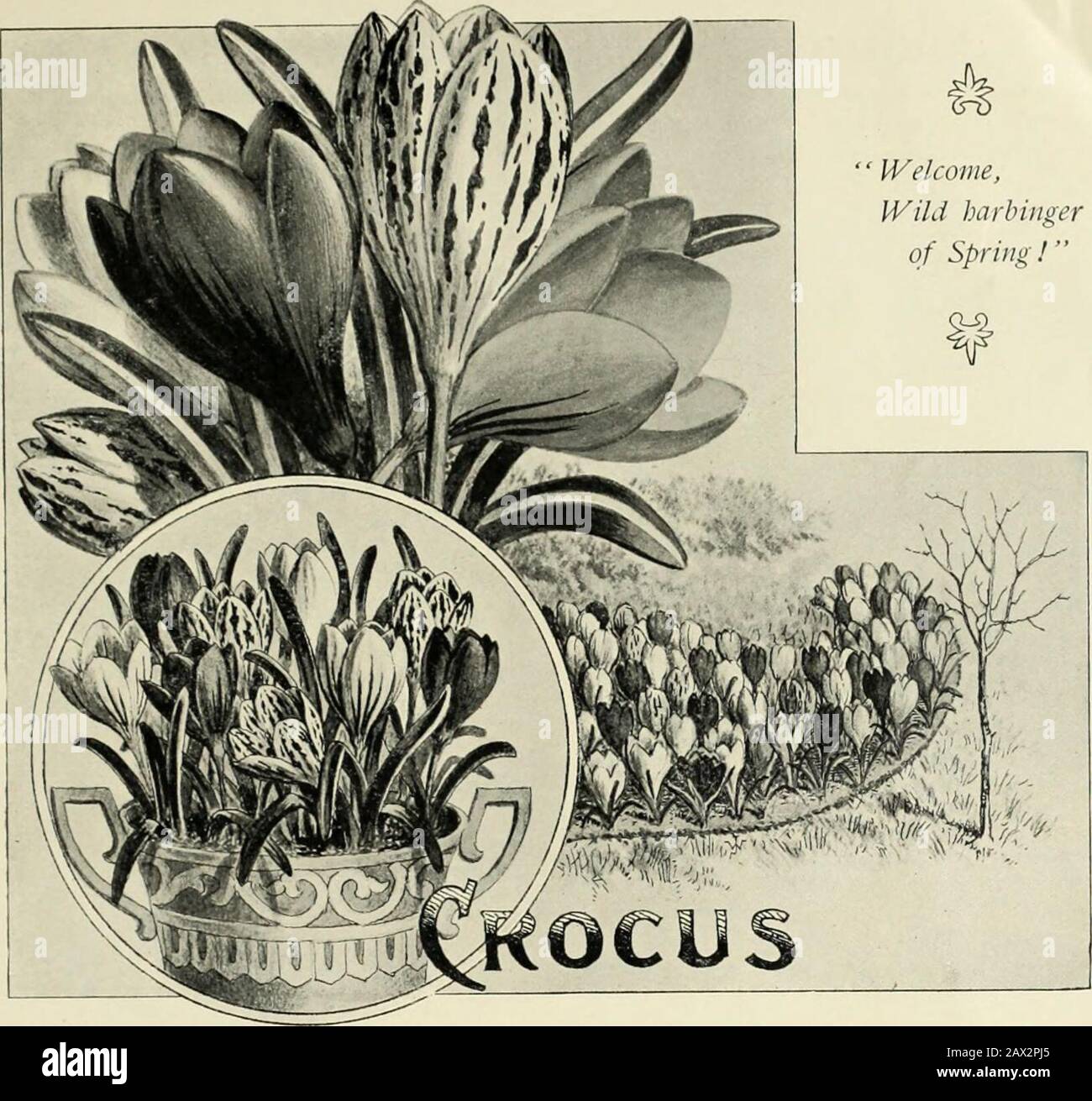 Vick's catalogue : bulbs plants and seeds . COLCHICUM Welcome,Wild harbingerof Spring!. The Crocus and the Snowdrop are the first flowers to appear in our gardens; they come as soon as thefrost is out of the ground and while frosty nights still occur, but they are brave and hardy little heralds of thespring. The bulbs should be planted so as to cover quite a space on a flower border, or they may be set in arow about two inches apart as an edging. After flowering the bulbs may be taken from the ground and keptin a dry place until planting time in the autumn, or may be allowed to remain in the g Stock Photo