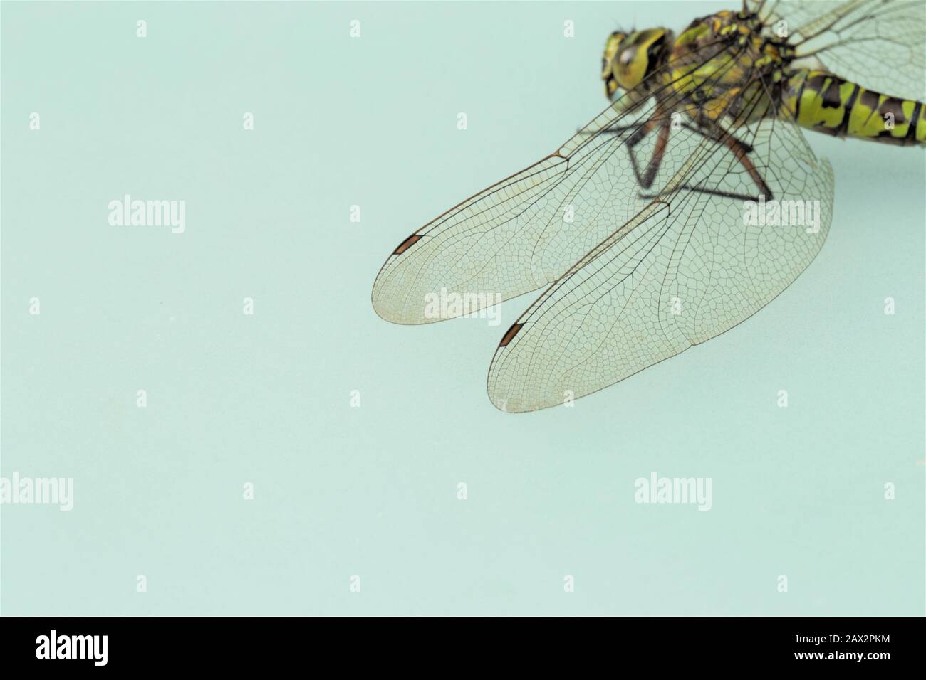 Libelle, Dragonfly, Odonata Stock Photo