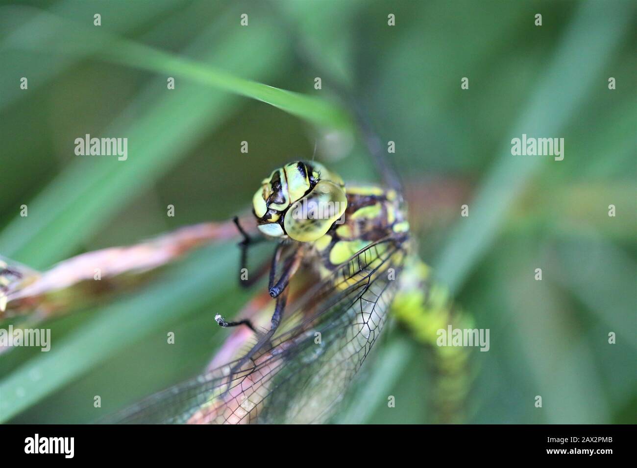 Libelle, Dragonfly, Odonata Stock Photo