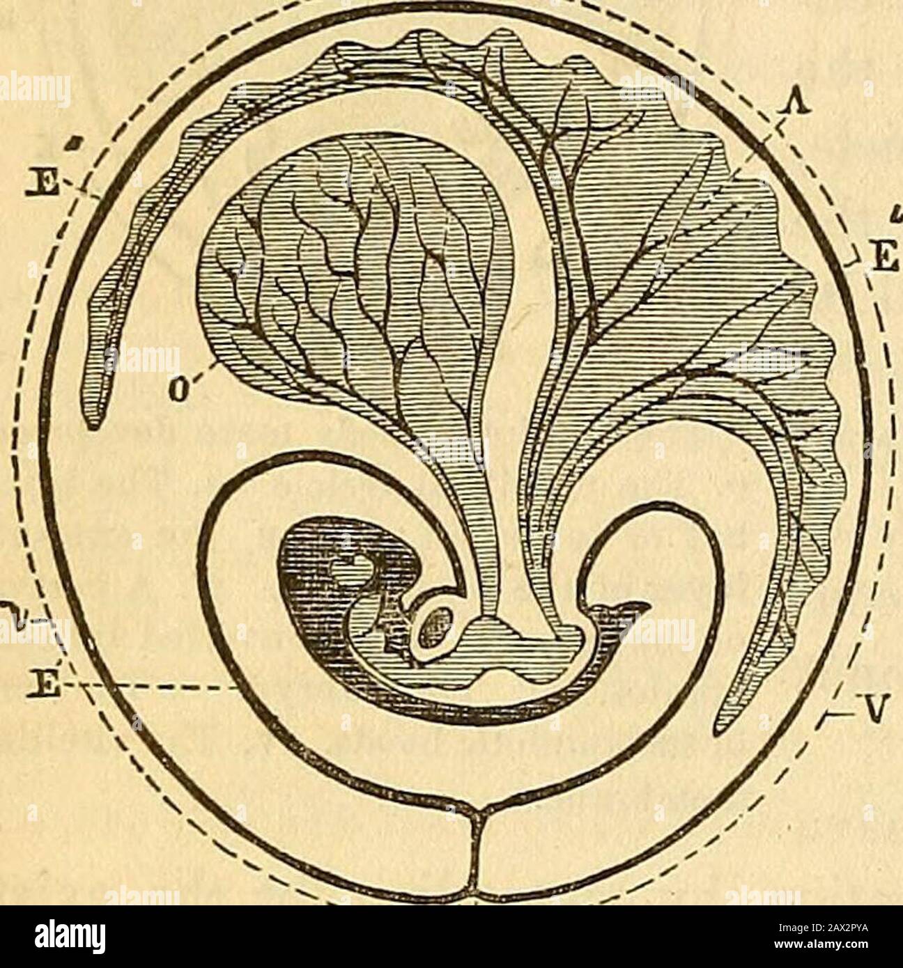 A theoretical and practical treatise on midwifery : including the diseases of pregnancy and parturition and the attentions required by the child from birth to the period of weaning . -I—-- 186 GENERATION.. that enter, and an artery that emerges from the embryo, are called the omphalo-mesenteric vessels. (Fig. 44.) As the contraction of the ventral opening in the embryo, and the circumscrip-tion of the umbilical vesicle goes on, we may observe at the inferior part of theintestinal canal, just in the region where the bladder and rectum, during theearlier days of embryonic life, are confounded un Stock Photo