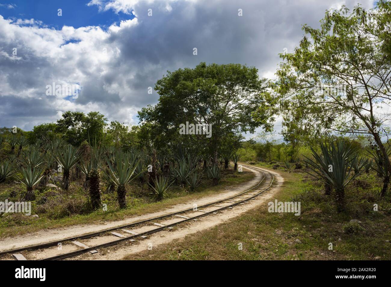 Agave field on Yucatan peninsula Stock Photo