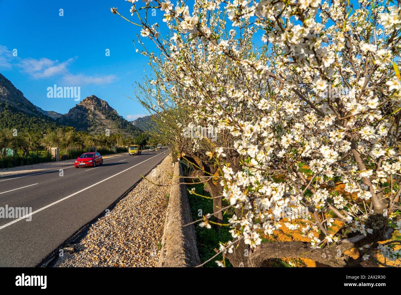 Almond blossom in Mallorca, from January to March many hundreds of thousands of almond trees bloom on the Balearic Islands, near Bunyola, Mallorca, Sp Stock Photo