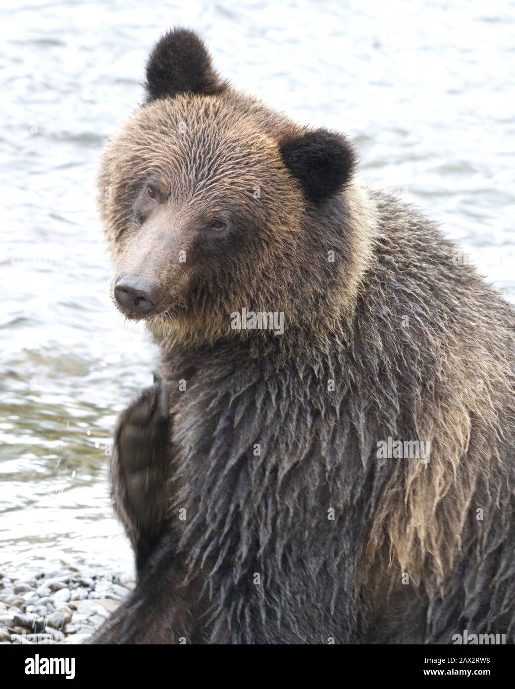 With a winsome, humorous tilt of head, wet grizzly bear scratches an itch. Stock Photo