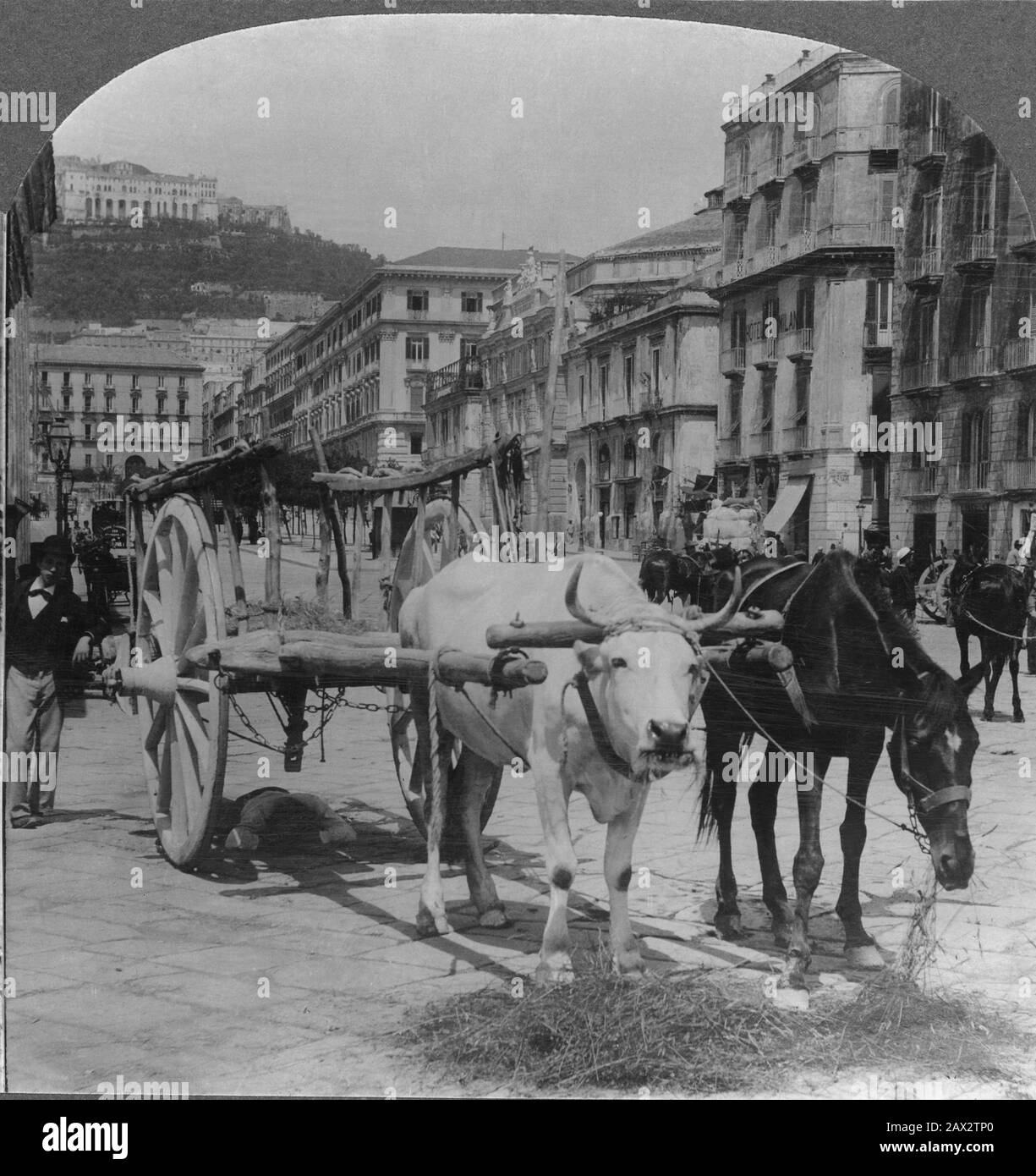 1908 ca, NAPOLI,  ITALY : A Neapolitan team - NAPLES  -  ITALIA - FOTO STORICHE - HISTORY - GEOGRAFIA - GEOGRAPHY  - ARCHITETTURA - ARCHITECTURE - bue - cavallo da traino - horse - carro - carretto - Capodimonte  -  --- Archivio GBB Stock Photo