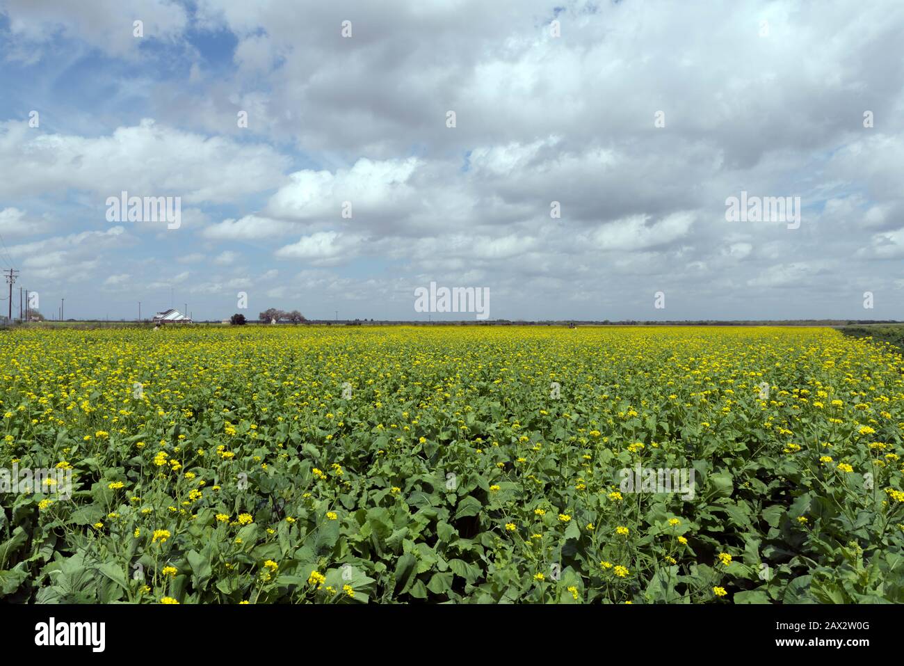 English: Title: A field of flowering cabbage plants in Hidalgo County, near the Rio Grande River in far-south (or as the  als call it, southmost) Texas Physical description: 1 photograph : digital, tiff file, color.  Notes: Title, date, and keywords based on information provided by the photographer.; Gift; The Lyda Hill Foundation; 2014; (DLC/PP-2014:054).; Forms part of: Lyda Hill Texas Collection of Photographs in Carol M. Highsmith's America Project in the Carol M. Highsmith Archive.; Credit line: The Lyda Hill Texas Collection of Photographs in Carol M. Highsmith's America Project, Library Stock Photo