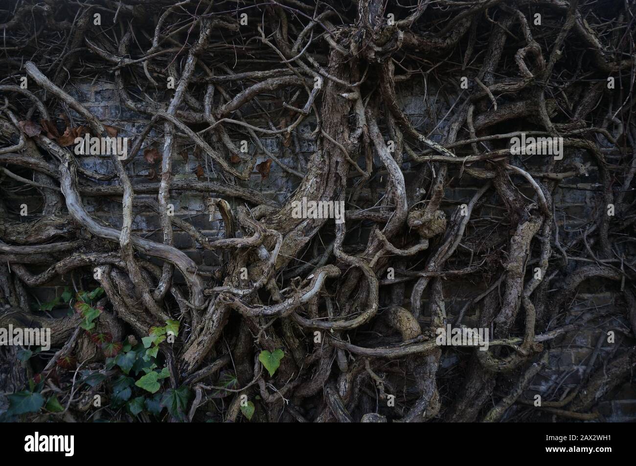 Knotted vines Stock Photo
