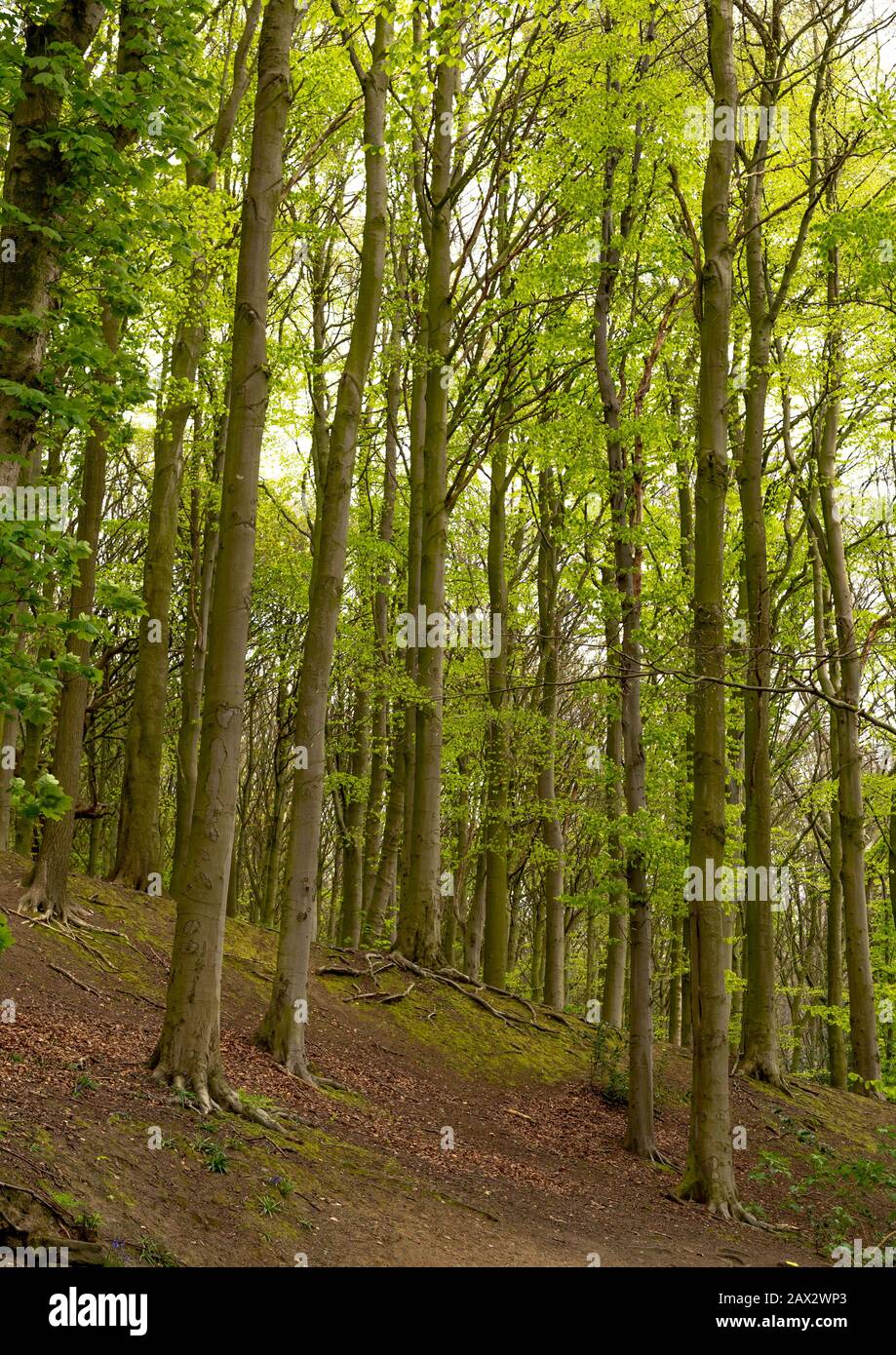 Esholt Woods in West Yorkshire. Stock Photo