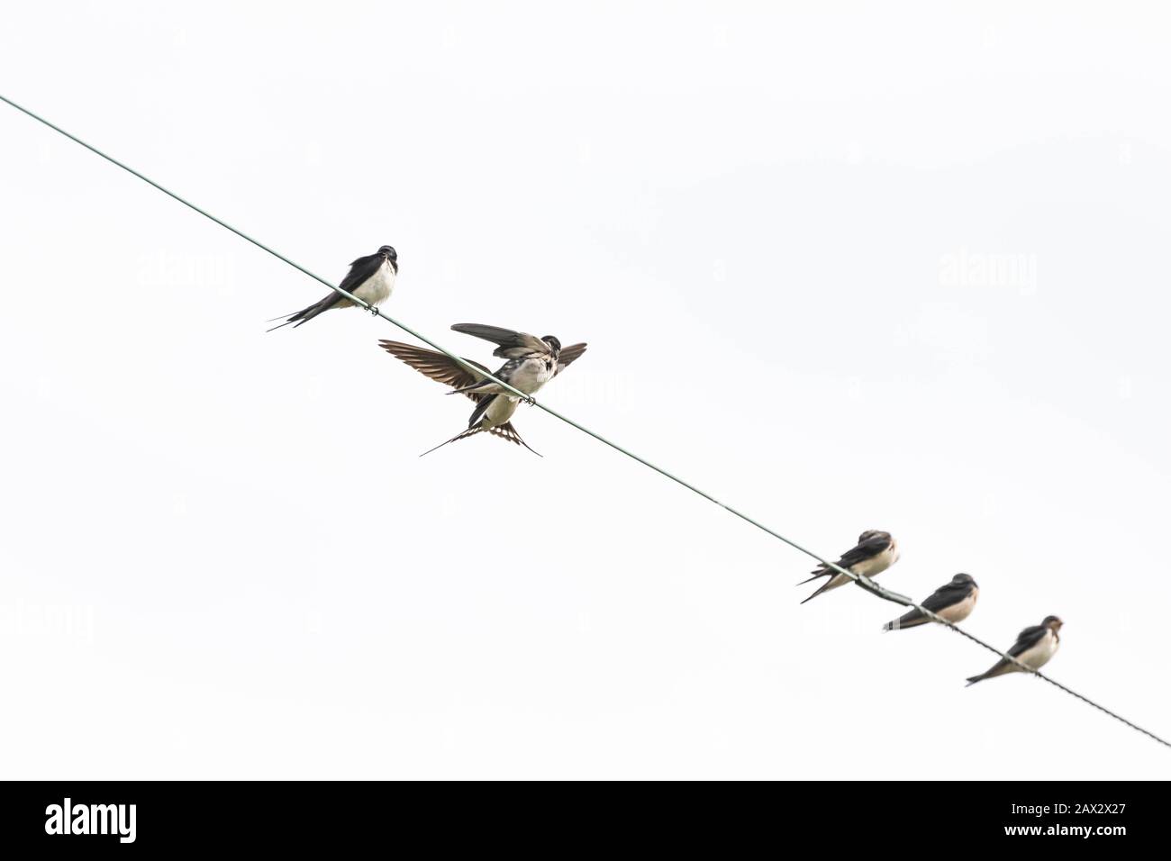 Swallows on a wire in Baildon, Yorkshire, England. Stock Photo
