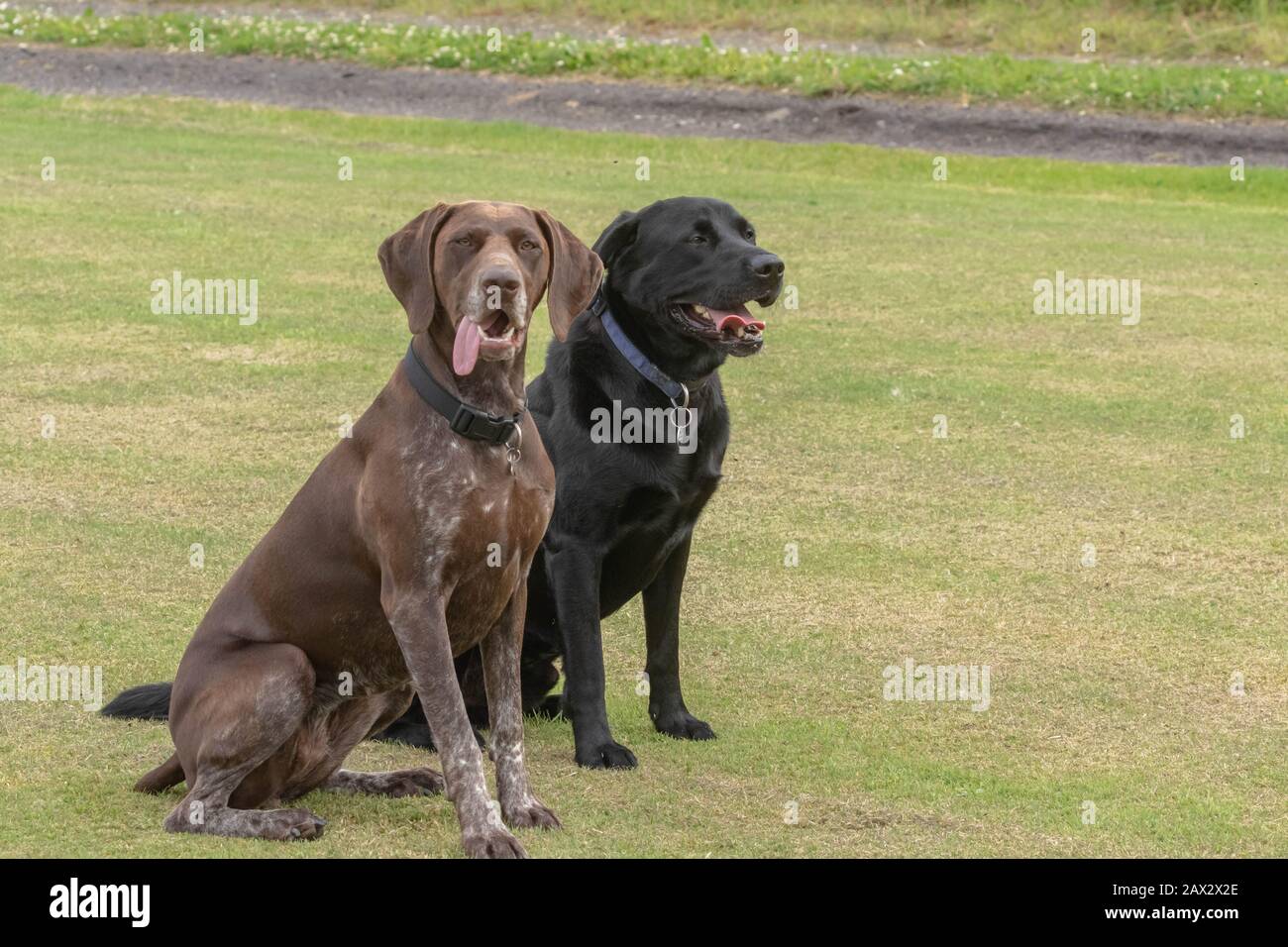 An German Short Haired Pointer And A Black Labrador Retriever Stock Photo Alamy