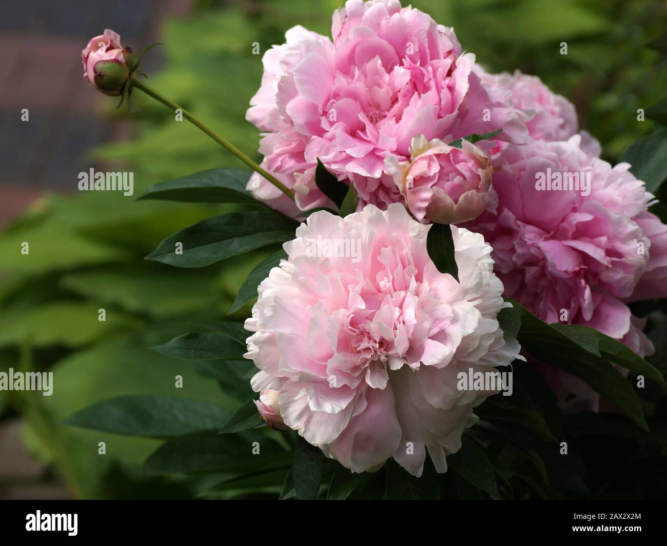 Paeonia  lactiflora Sarah Bernhardt.  Double pink peony flower. Paeonia lactiflora (Chinese peony or common garden peony). Many flowers. Stock Photo