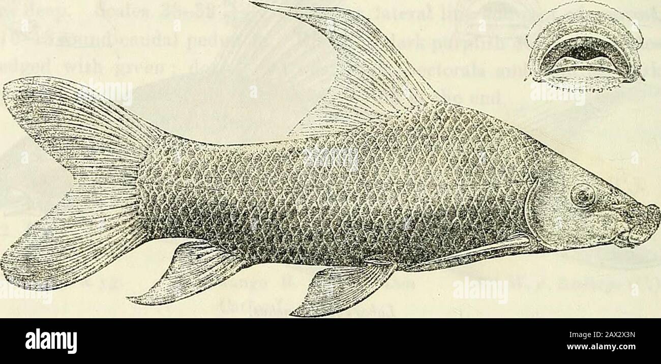 Catalogue of the fresh-water fishes of Africa in the British Museum (Natural History) . trongly compressed, its depth 3 to 4 times in total length.Head 4 times in total length, its width § its length ; snout rounded,a little swollen at the end; eye in second half of head, supero-lateral,4 to 5 times in length of head, 2^ to 3 times in interorbital width ; widthof mouth, with lips, f or ^ length of head ; lips with a marginal fringeof papilla?, and with transverse plicae on inner surface; edge of rostralflap strongly denticulate ; a small barbel hidden under folds of skin ;large spinose tubercl Stock Photo