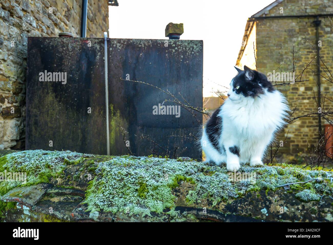 A fluffy black and white cat sitting on an old stone wall Stock Photo ...