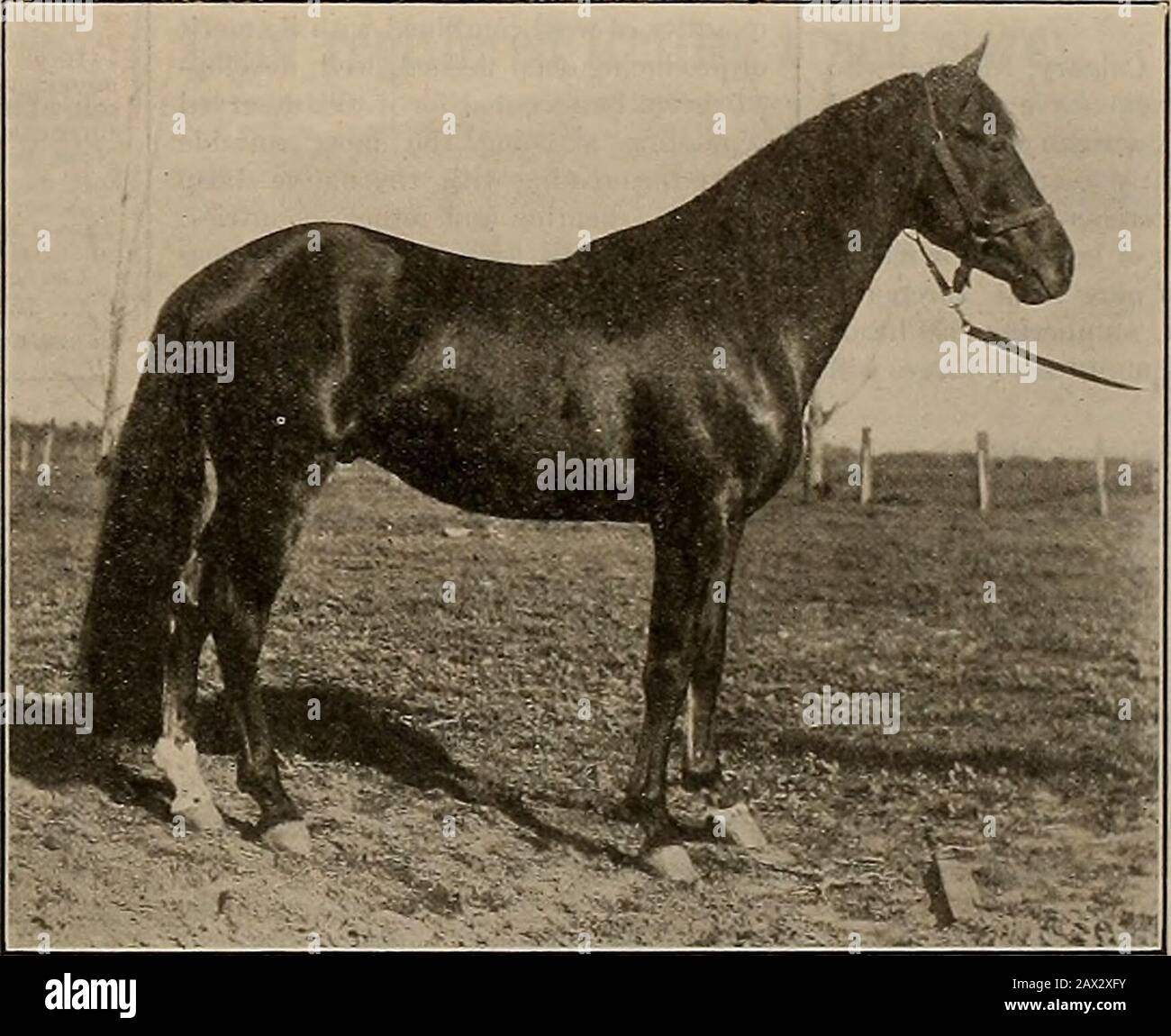 horse-heart-size
